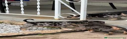 American Bully dogs for sale: Monopoly - Ad 2