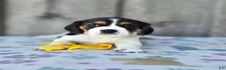 Beaglier dogs for sale: Sunny - Ad 6