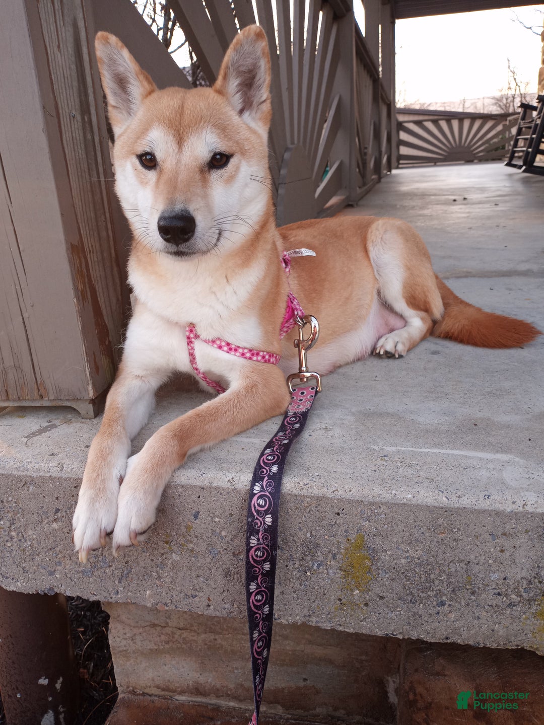 Shiba Inu dogs for sale: Anya - Ad 12