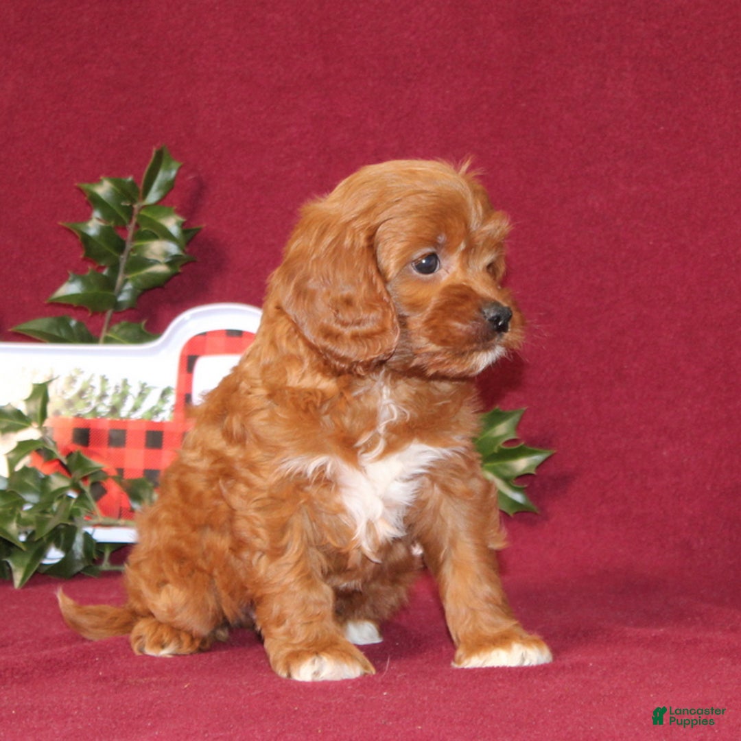Cavapoo dogs for sale: Cowboy - Ad 4