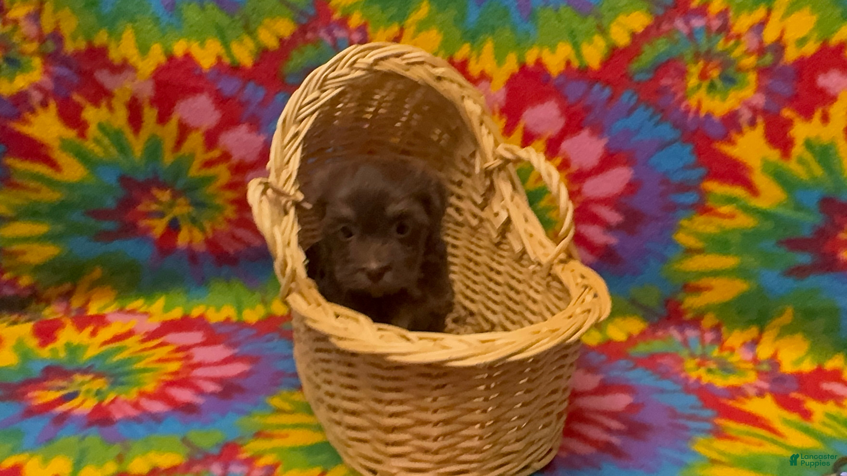 Havanese dogs Franklin - Ad 1