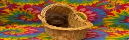Havanese dogs for sale: Franklin - Ad 1