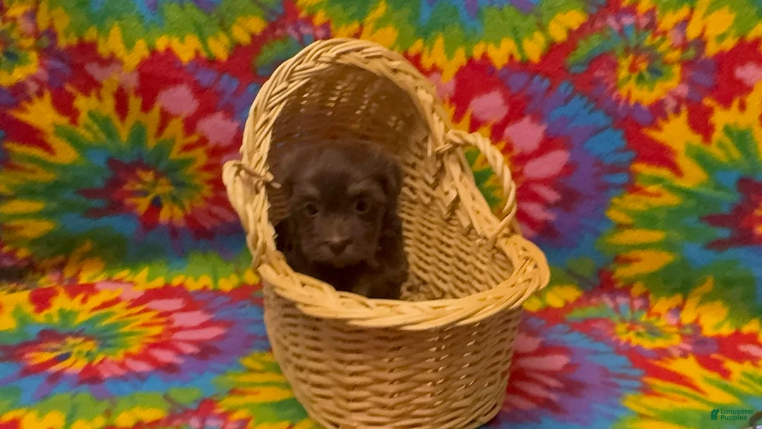 Havanese dogs for sale: Franklin - Ad 1