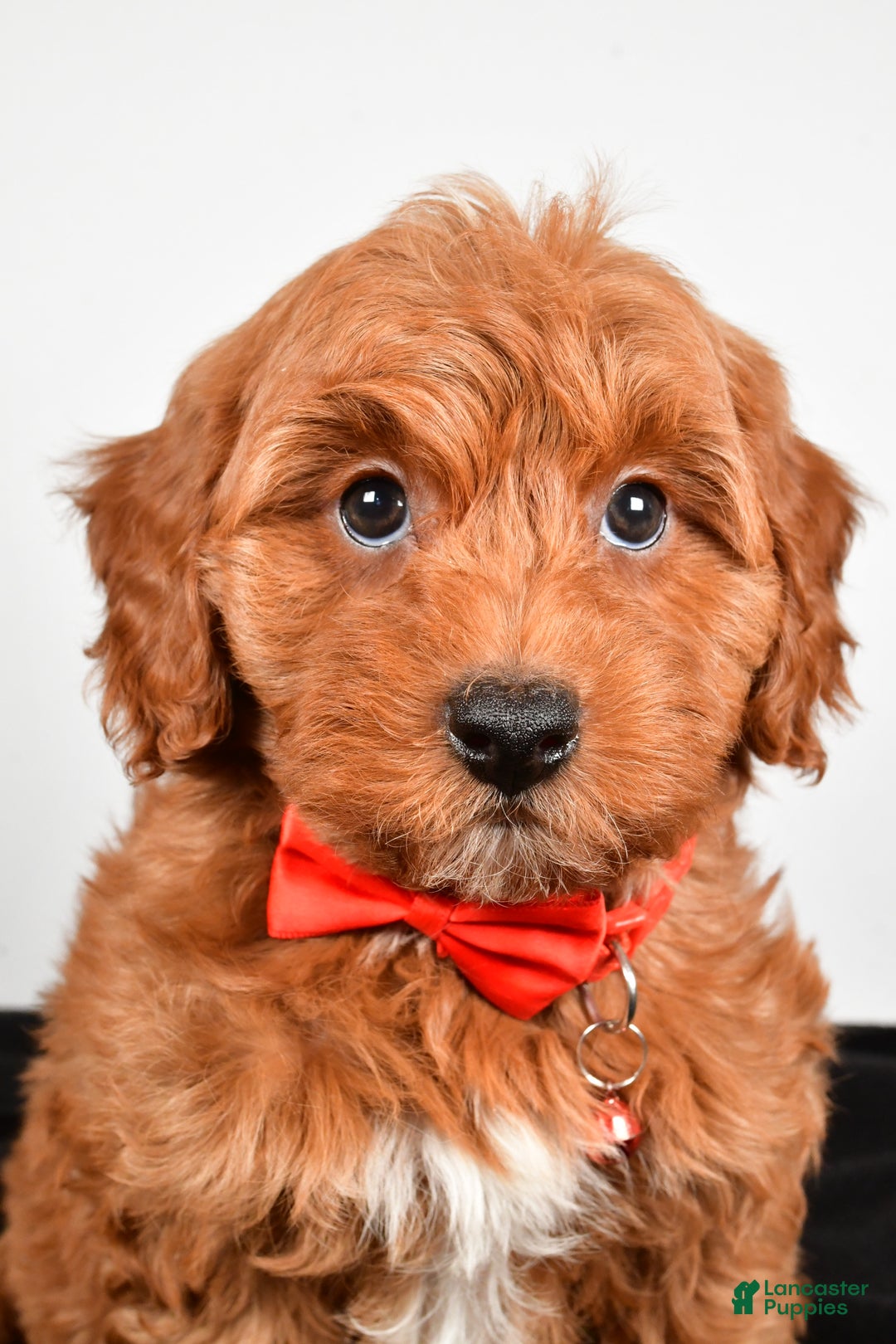 Cavapoo dogs for sale: Sparky - Ad 7