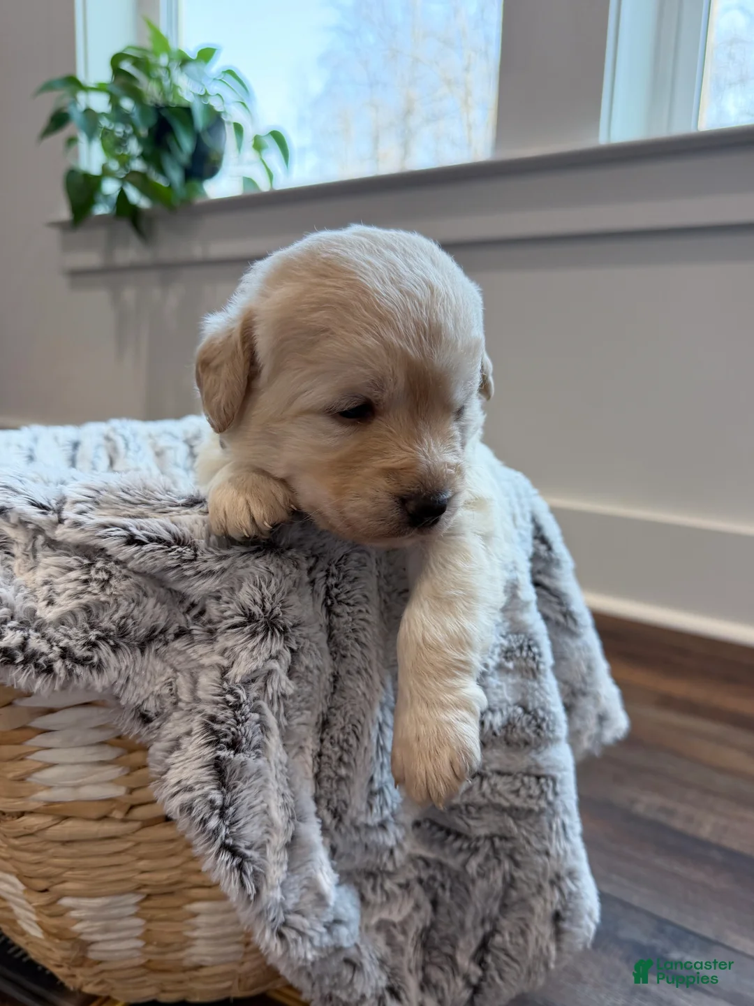 Labradoodle dogs for sale: Ivy  - Ad 2