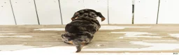 Miniature Dachshund dogs for sale: Bruno  - Ad 4