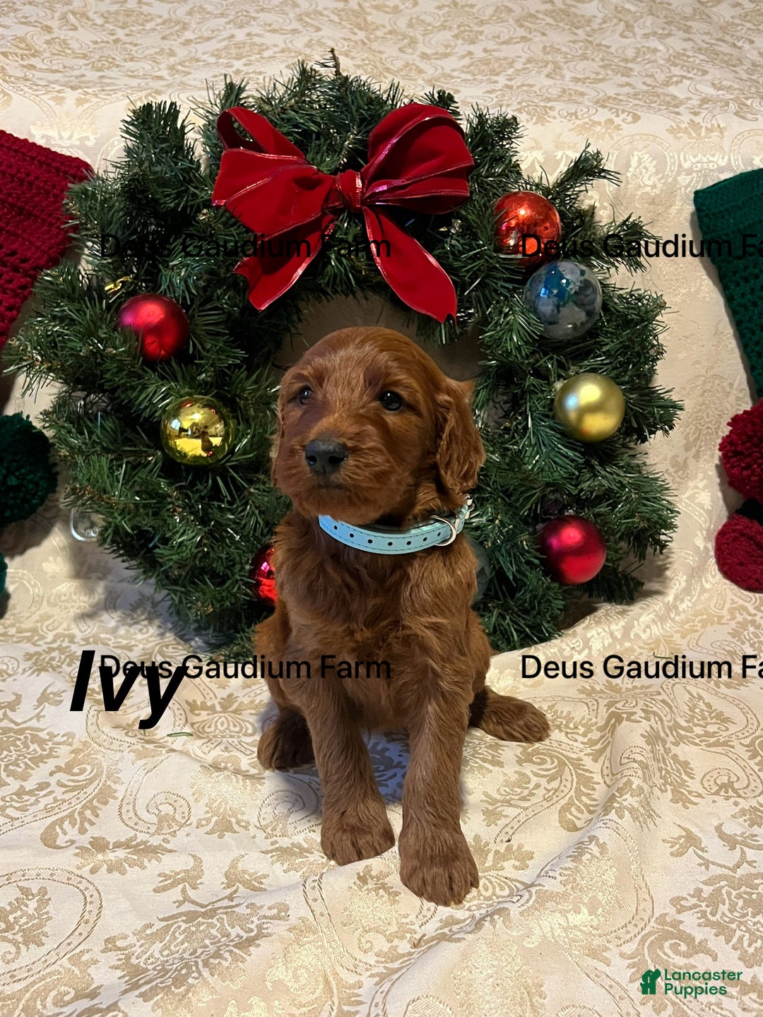 Irish Doodle dogs for sale: Ivy - Ad 2