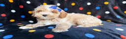 Cockapoo dogs for sale: Hazel - Ad 7