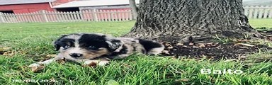 Balto