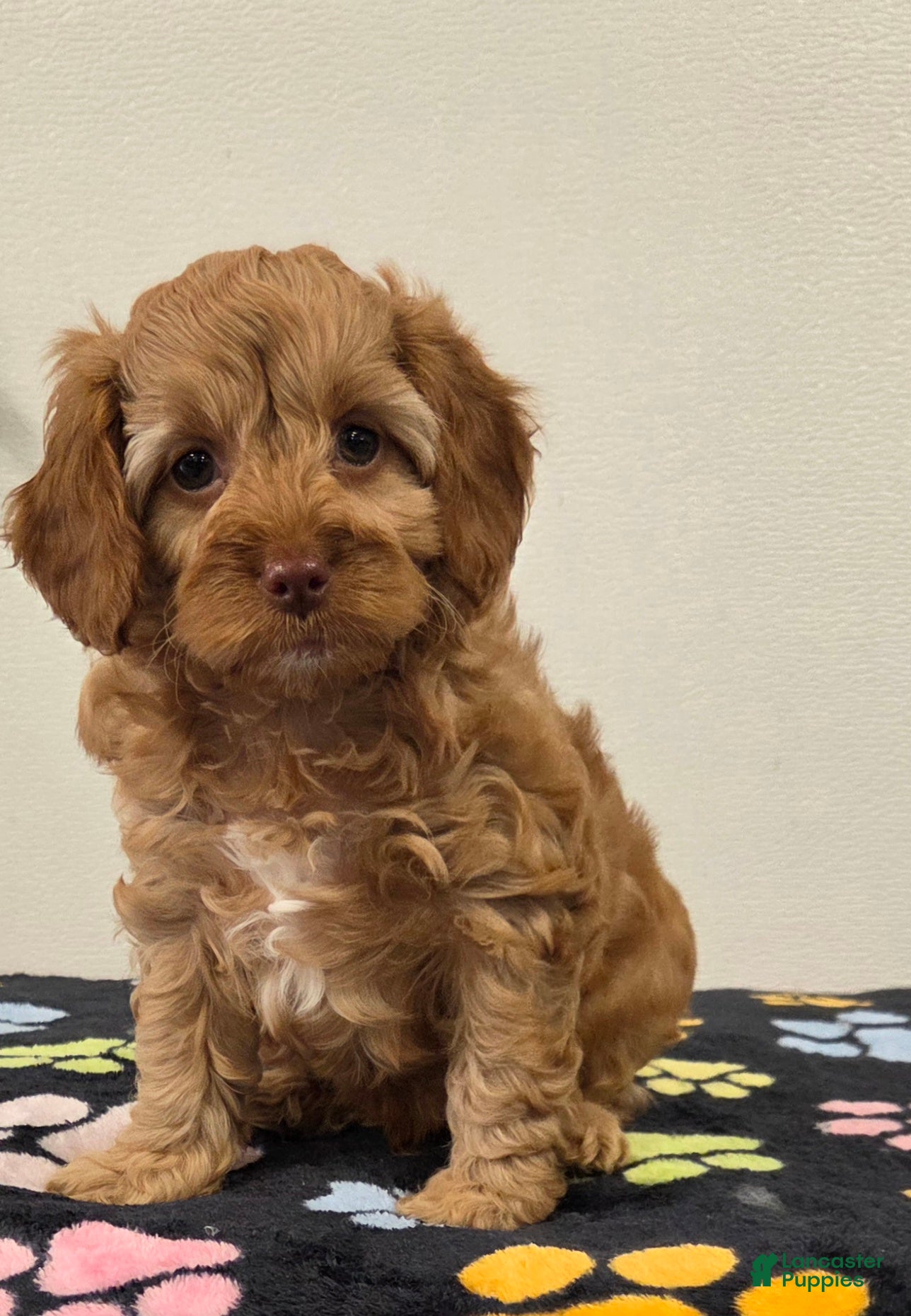 Cavapoo dogs Buddy - Ad 1