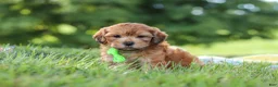 Yorkiepoo dogs for sale: Ollie - Ad 3