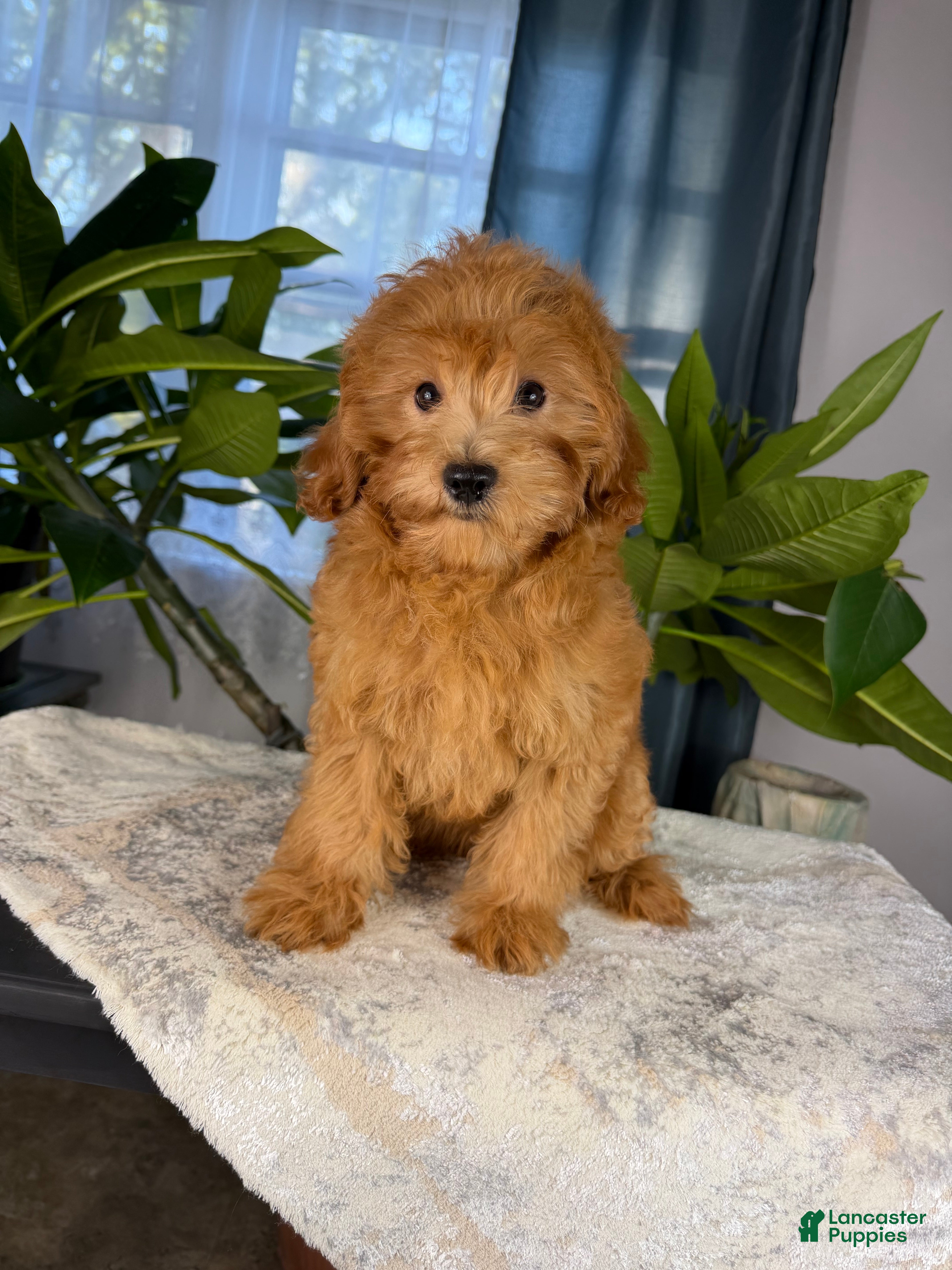 Yorkiepoo dogs for sale: Yorkiepoo 5 - Ad 1