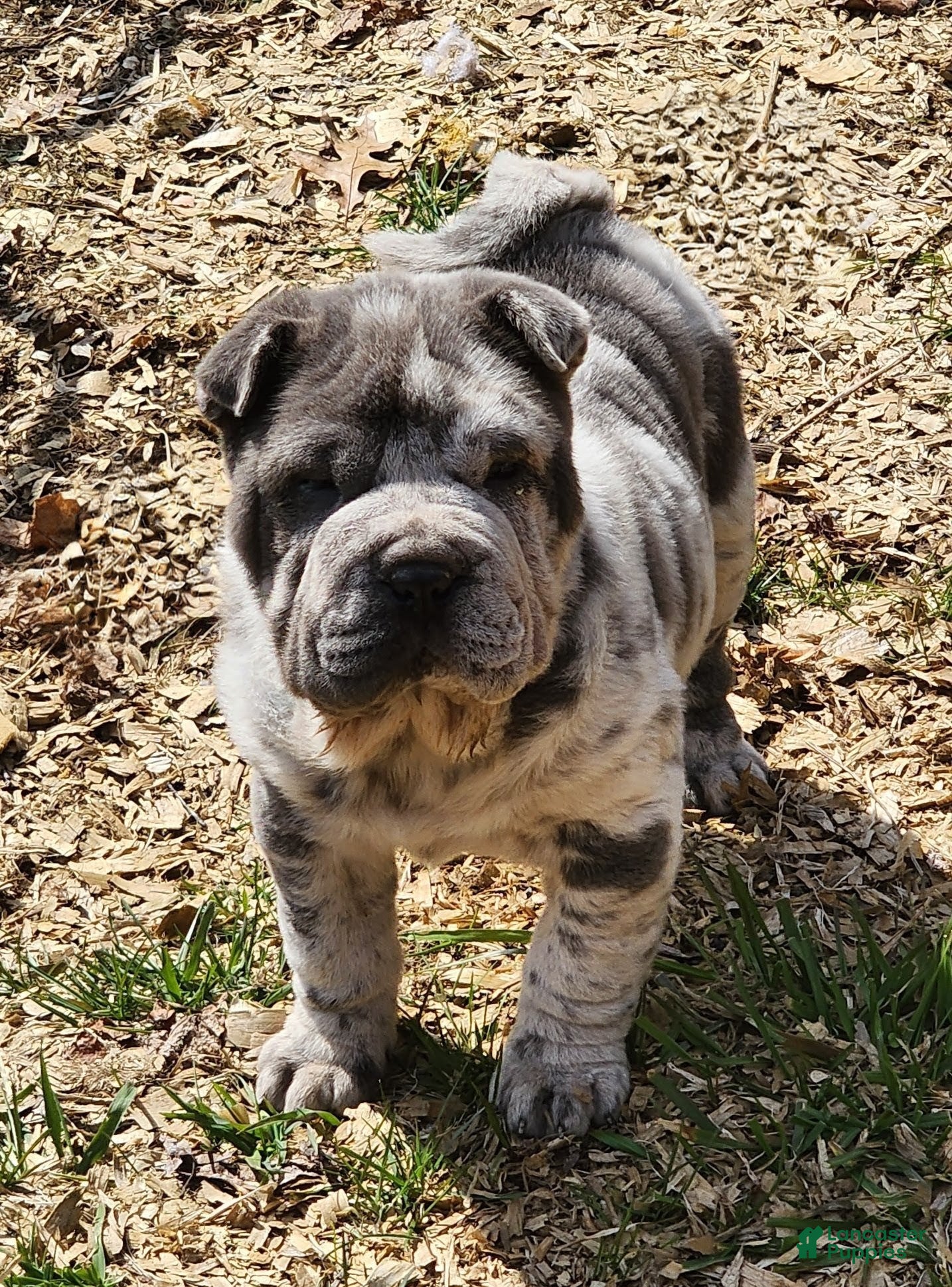 Shar Pei dogs Dazzle blue merle mini  - Ad 1