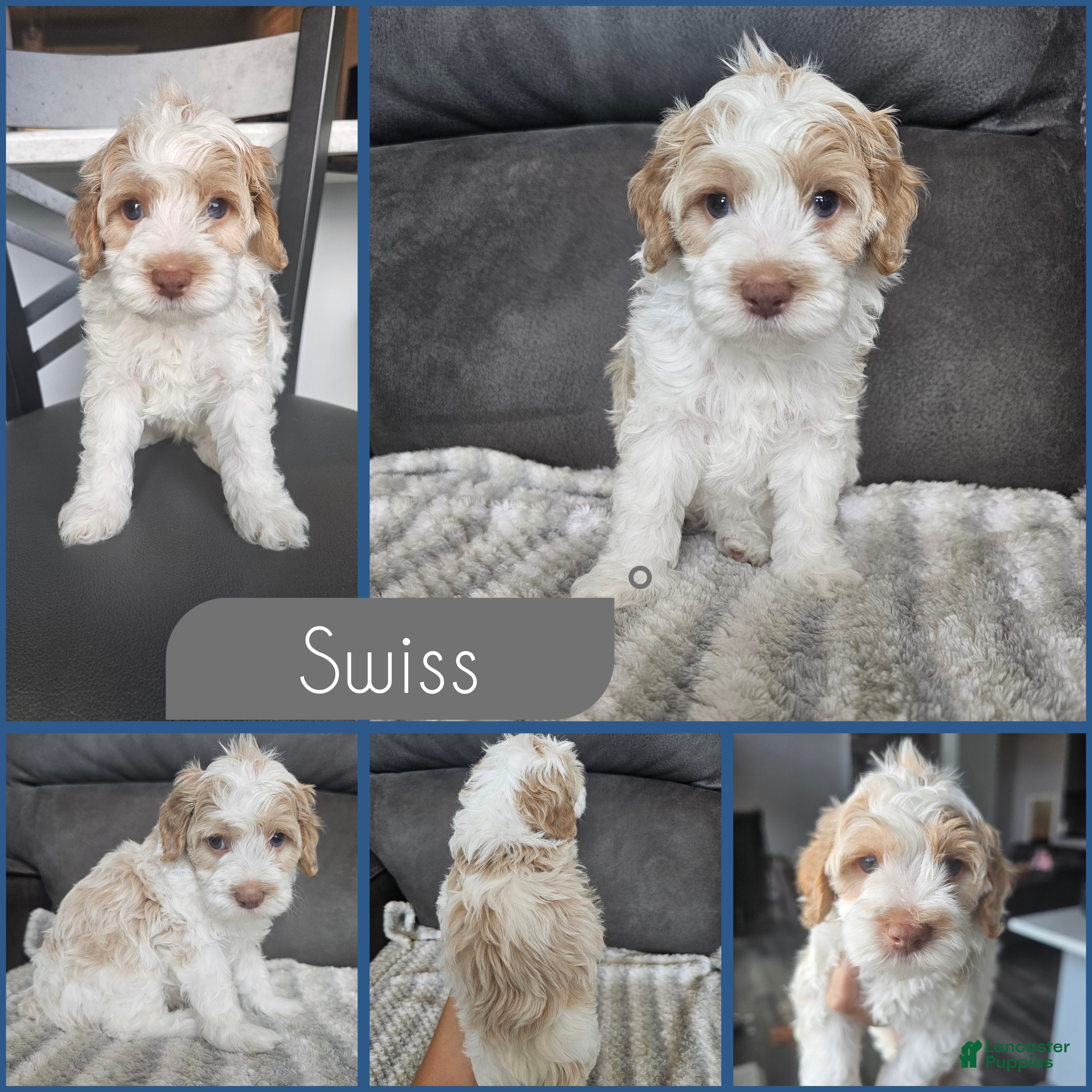 Cockapoo dogs Swiss - Ad 1