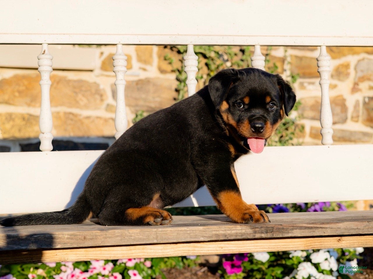 Rottweiler dogs Stetson - Ad 2