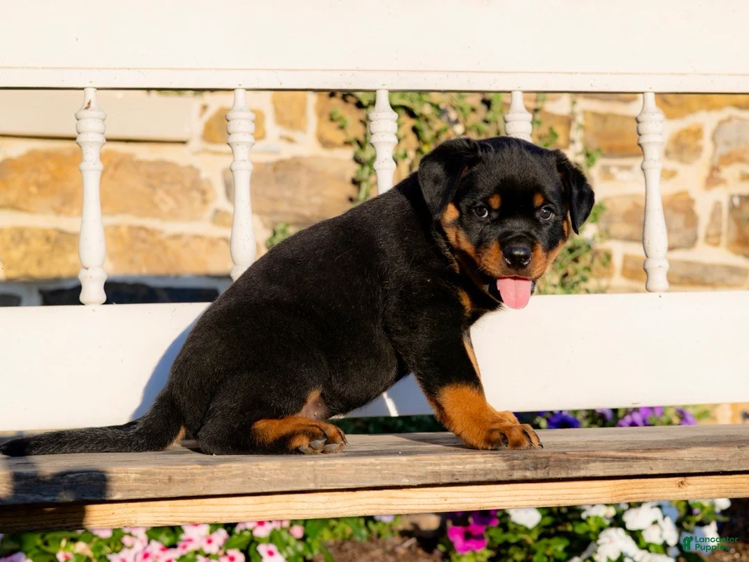 Rottweiler dogs for sale: Stetson - Ad 2