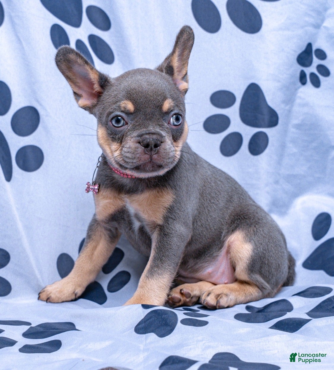 French Bulldog dogs Graycie - Ad 1