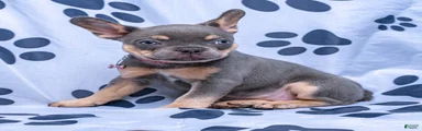 Graycie
