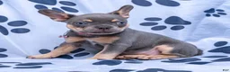 French Bulldog dogs for sale: Graycie - Ad 1