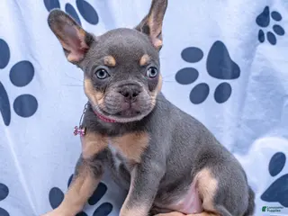 French Bulldog dogs for sale: Graycie - Ad 3