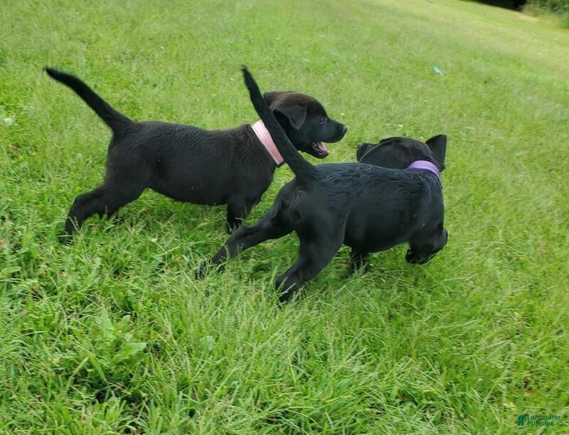 Labrador Retriever dogs for sale: Labrador Retriever Puppy 8 - Ad 4