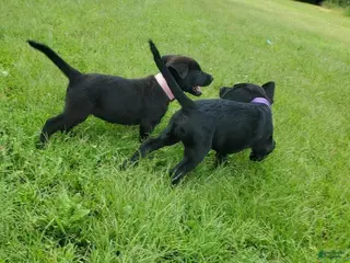 Labrador Retriever dogs for sale: Labrador Retriever Puppy 8 - Ad 4