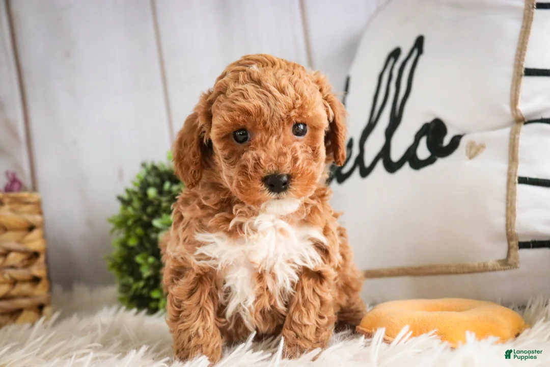 Miniature Poodle dogs for sale: Jill - Ad 5