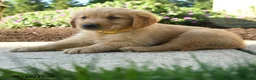 Golden Retriever dogs for sale: Hadley - Ad 5