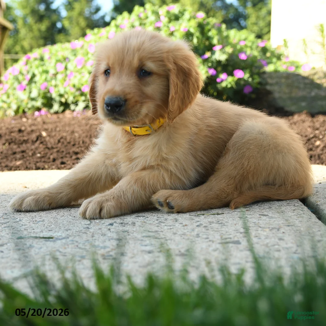 Golden Retriever dogs for sale: Hadley - Ad 5