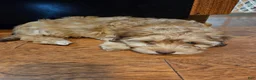 Havapoo dogs for sale: Jordie - Ad 5