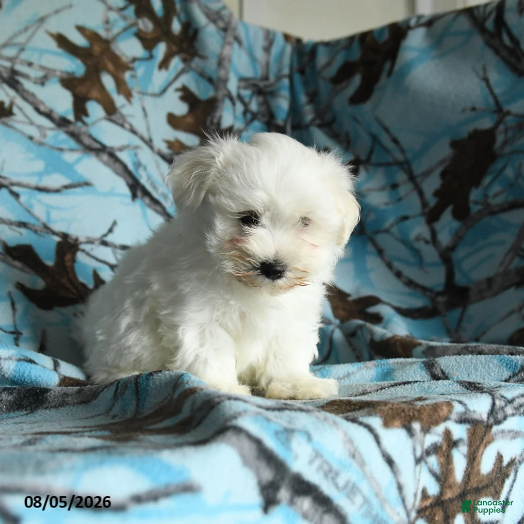 Maltese dogs for sale: Irresistible - Ad 2