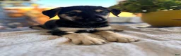 Mixed Breed dogs for sale: Alfa - Ad 5