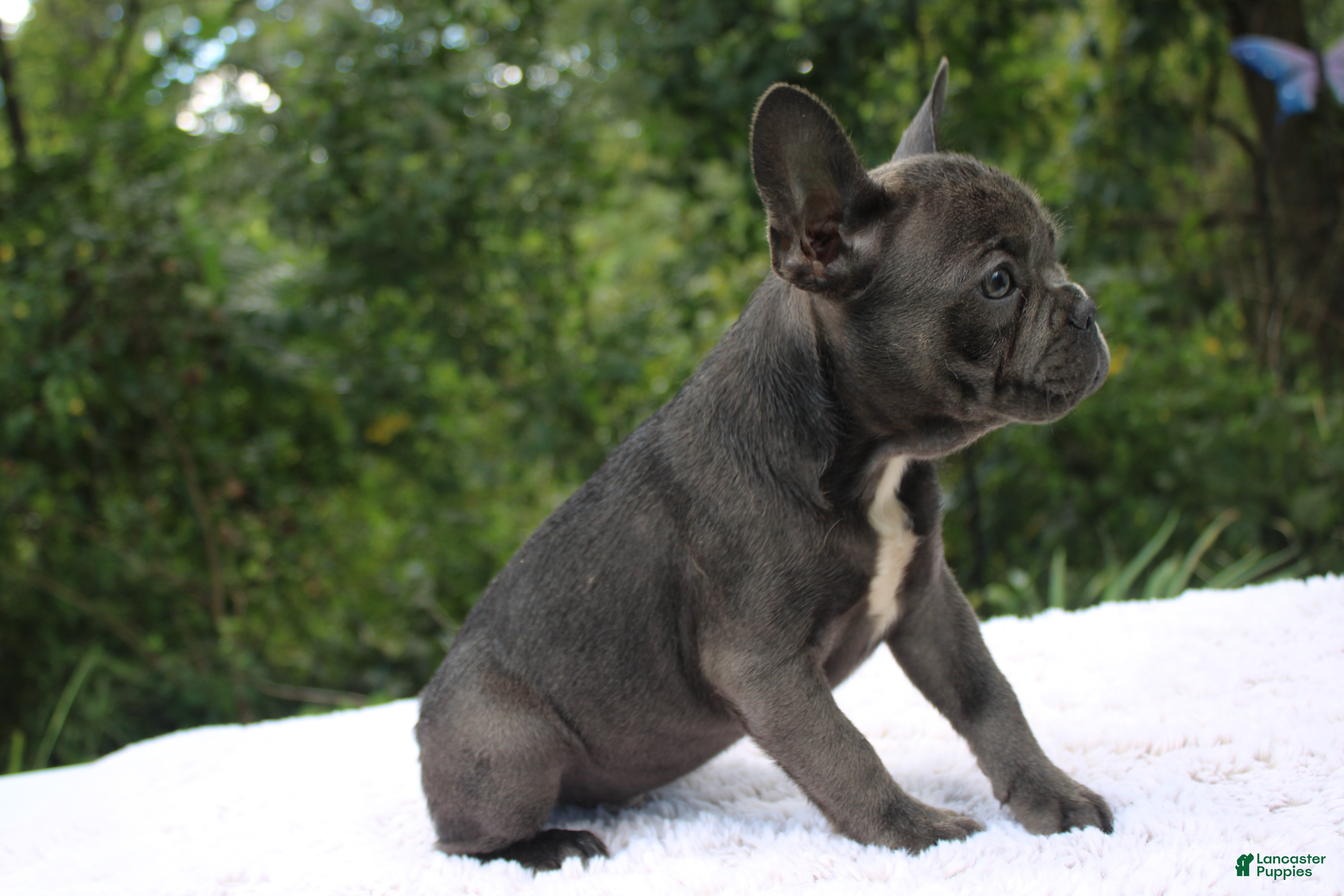 French Bulldog dogs KERMIT- FLUFFY CARRIER (bottle baby) - Ad 1