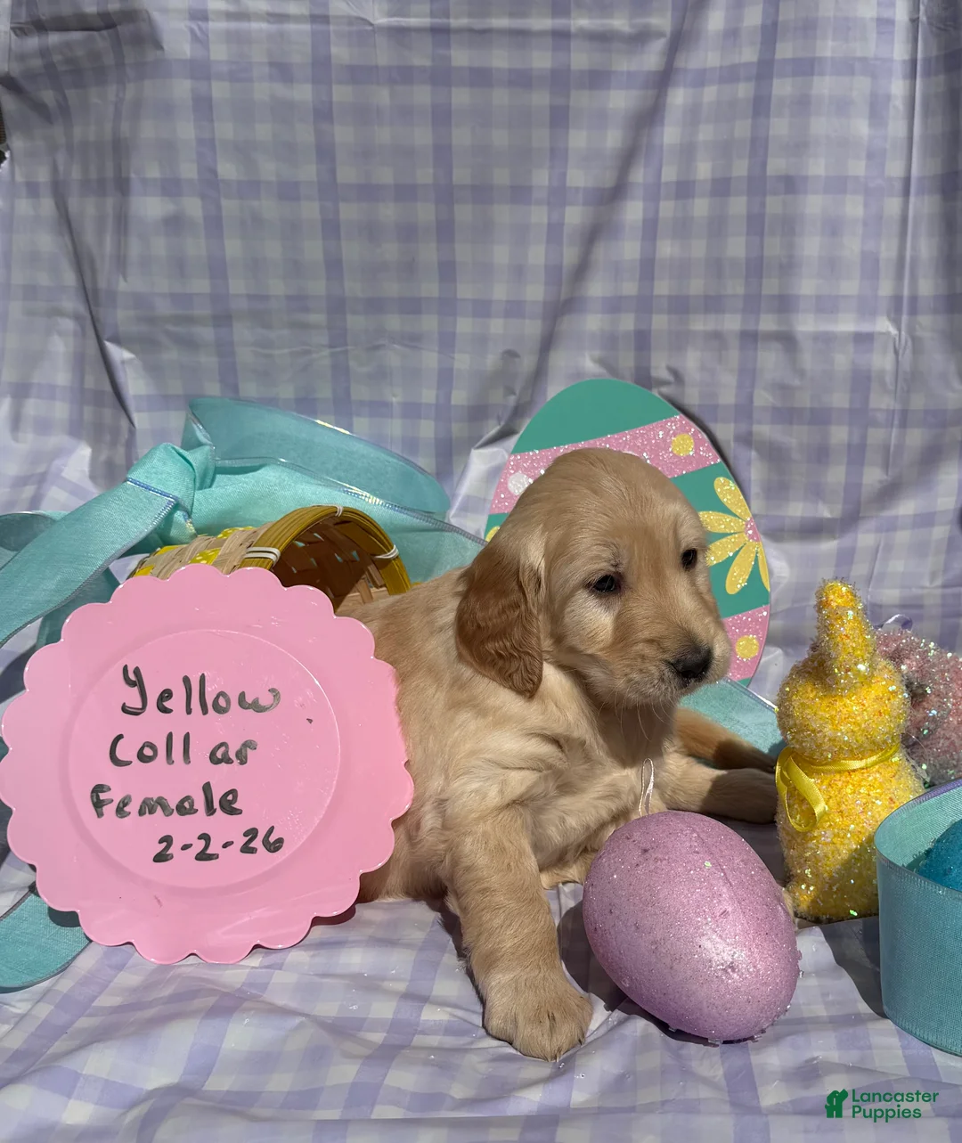 Golden Retriever dogs for sale: Yellow Collar - Ad 2