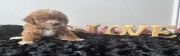 Mini Goldendoodle dogs for sale: Clint - Ad 5