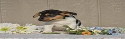 Jack Russell Terrier dogs for sale: Dander - Ad 2