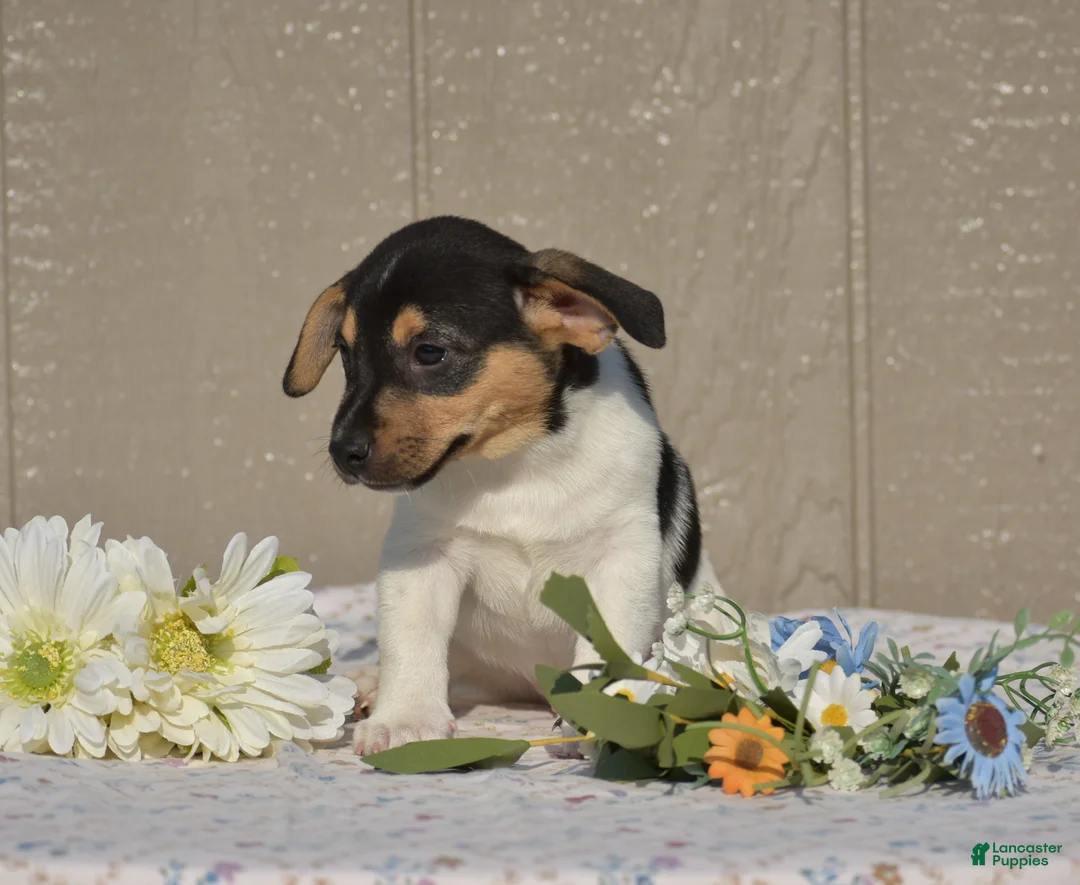 Jack Russell Terrier dogs for sale: Dander - Ad 2
