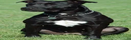 American Pit Bull Terrier dogs for sale: American Pit Bull Terrier 4 - Ad 2