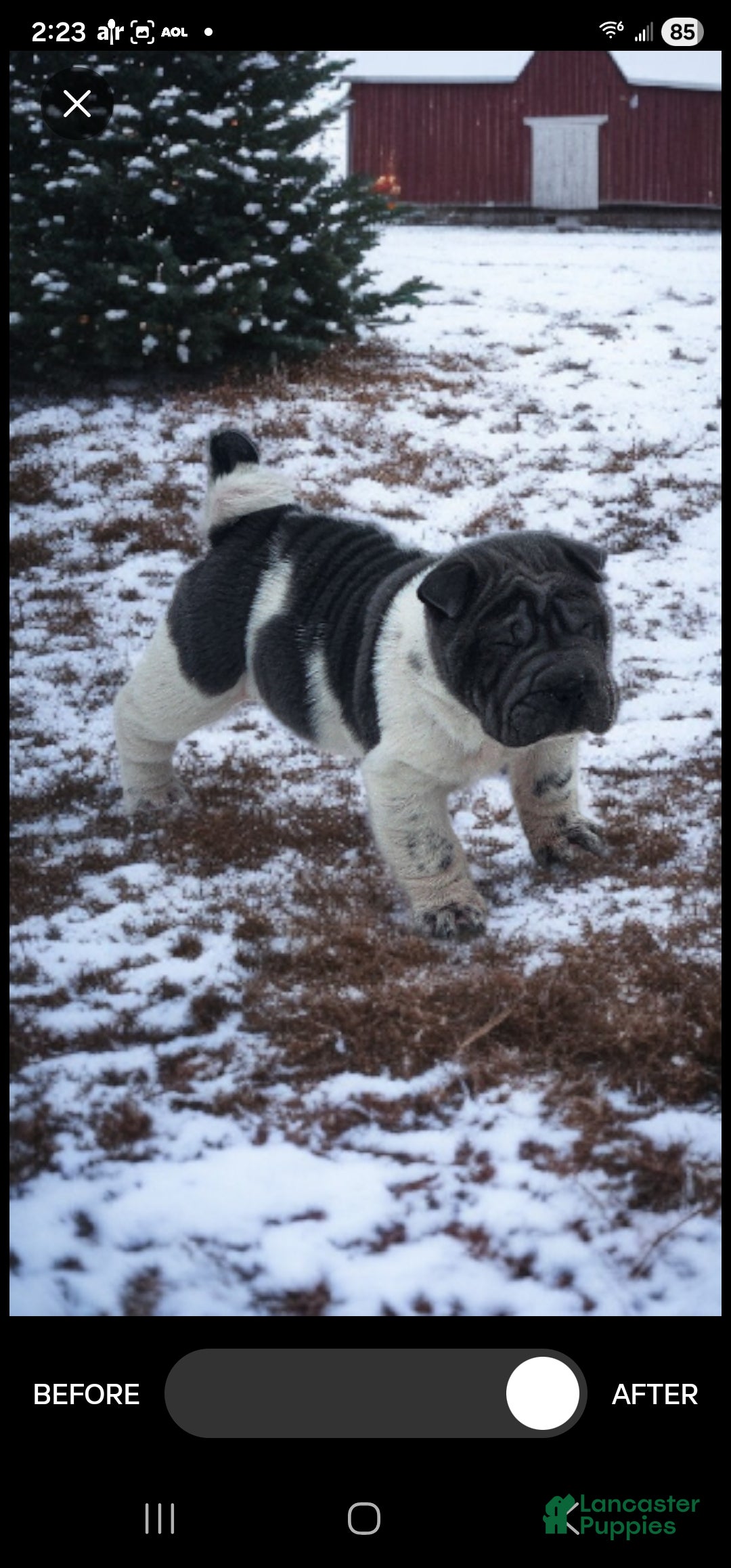 Shar Pei dogs for sale: Bluebelle blue flower mini  - Ad 5