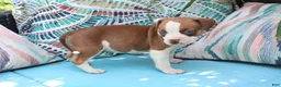 American Bully dogs for sale: Ahoska - Ad 1