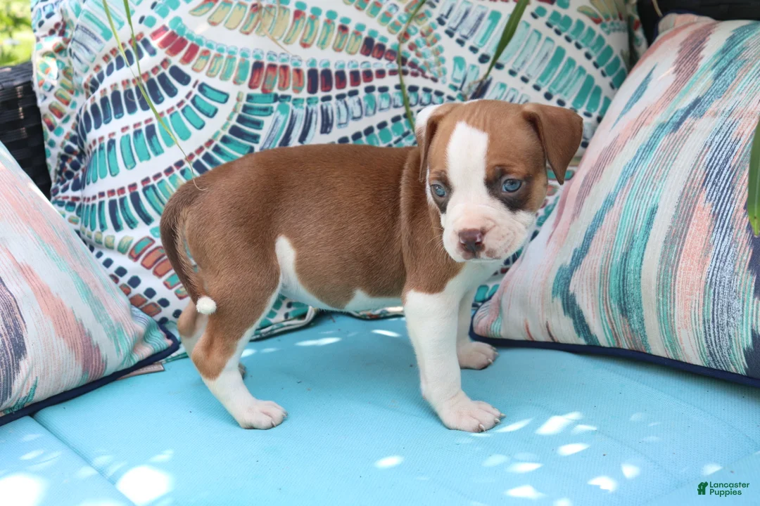 American Bully dogs for sale: Ahoska - Ad 1