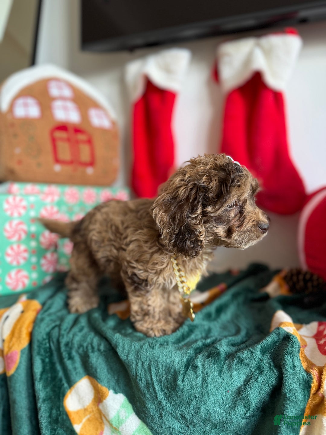 Cockapoo dogs for sale: Princess - Ad 3