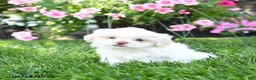 Shih Tzu dogs for sale: Adam - Ad 5