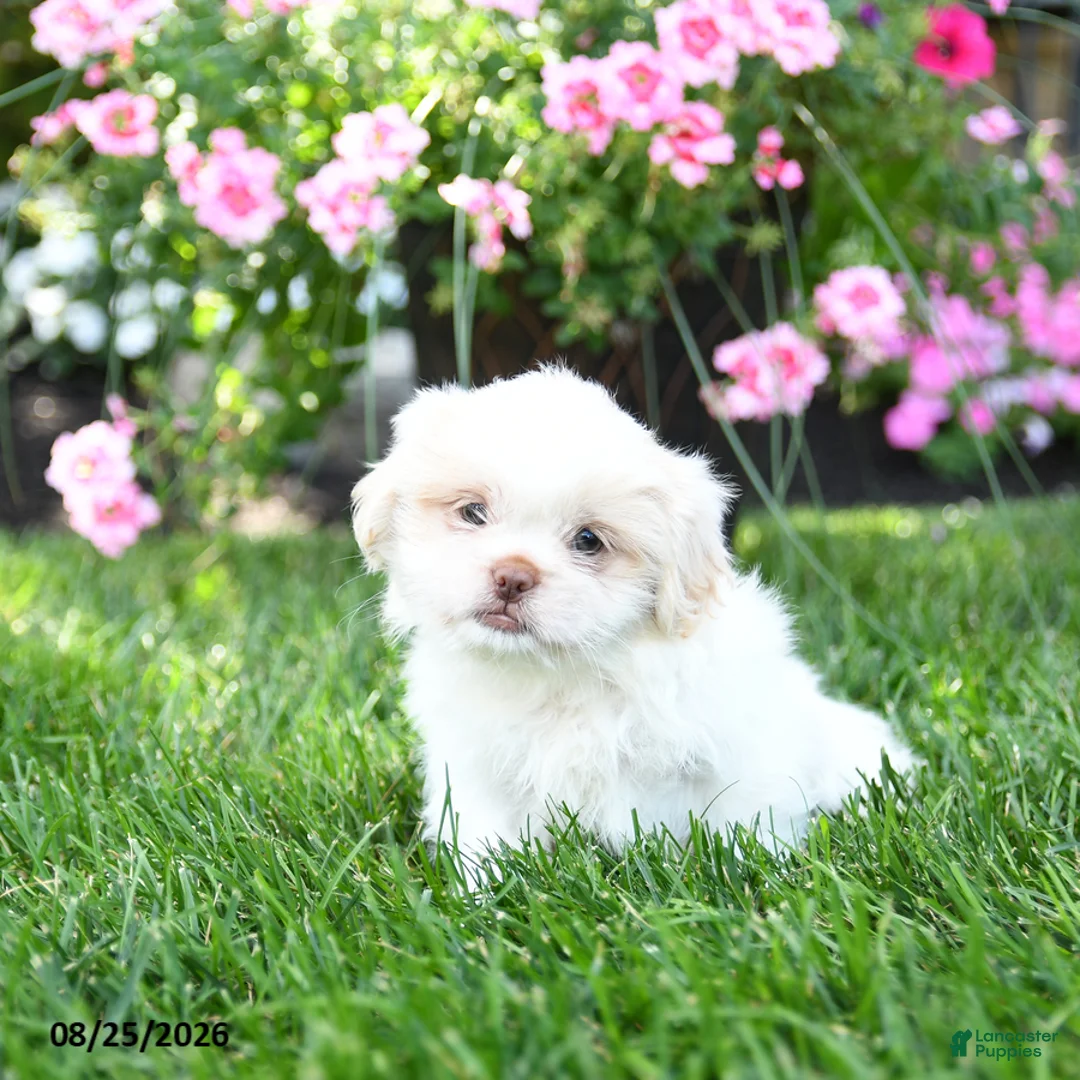 Shih Tzu dogs for sale: Adam - Ad 5