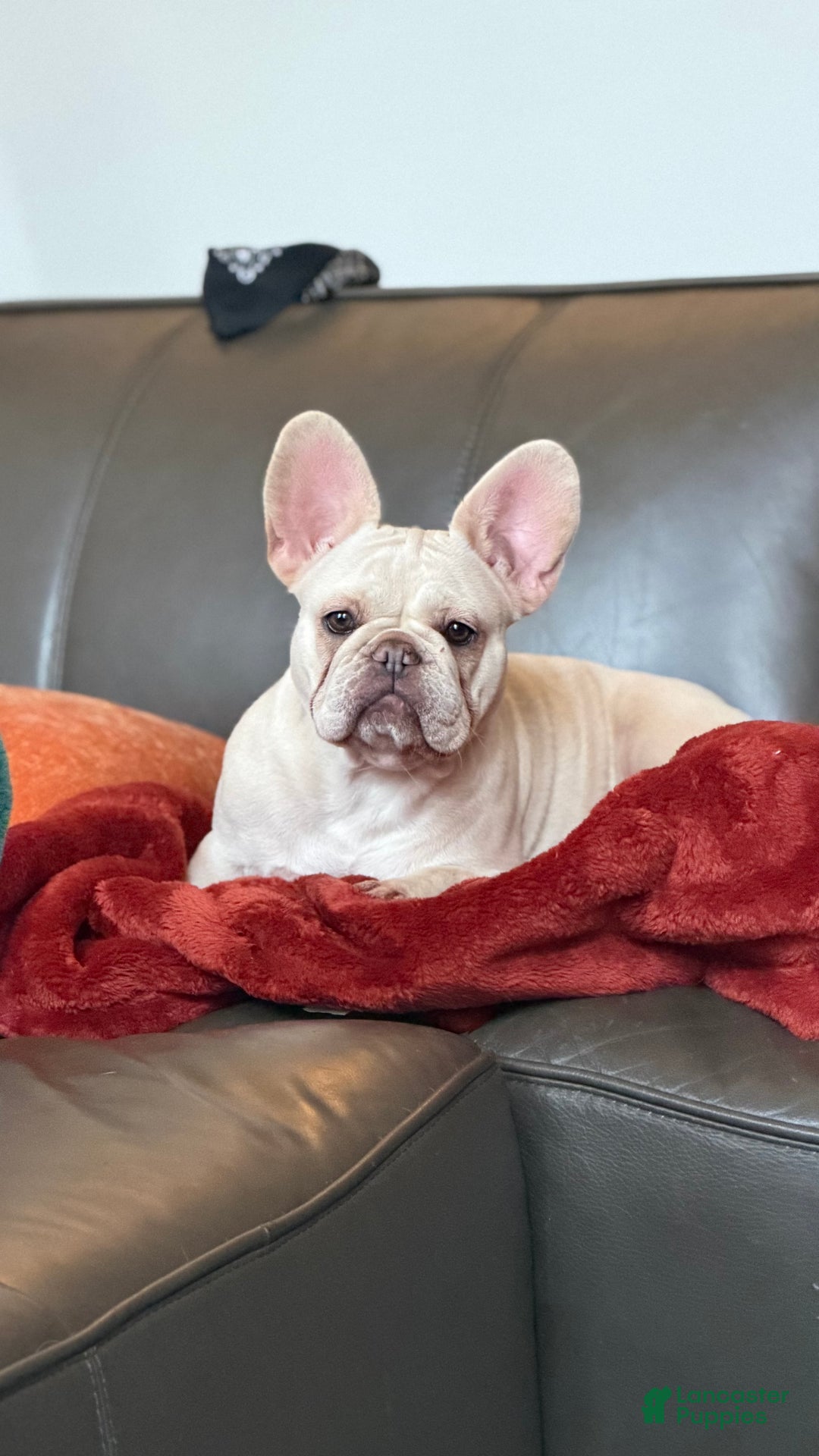 French Bulldog dogs for sale: French Bulldog Puppy 2 - Ad 3
