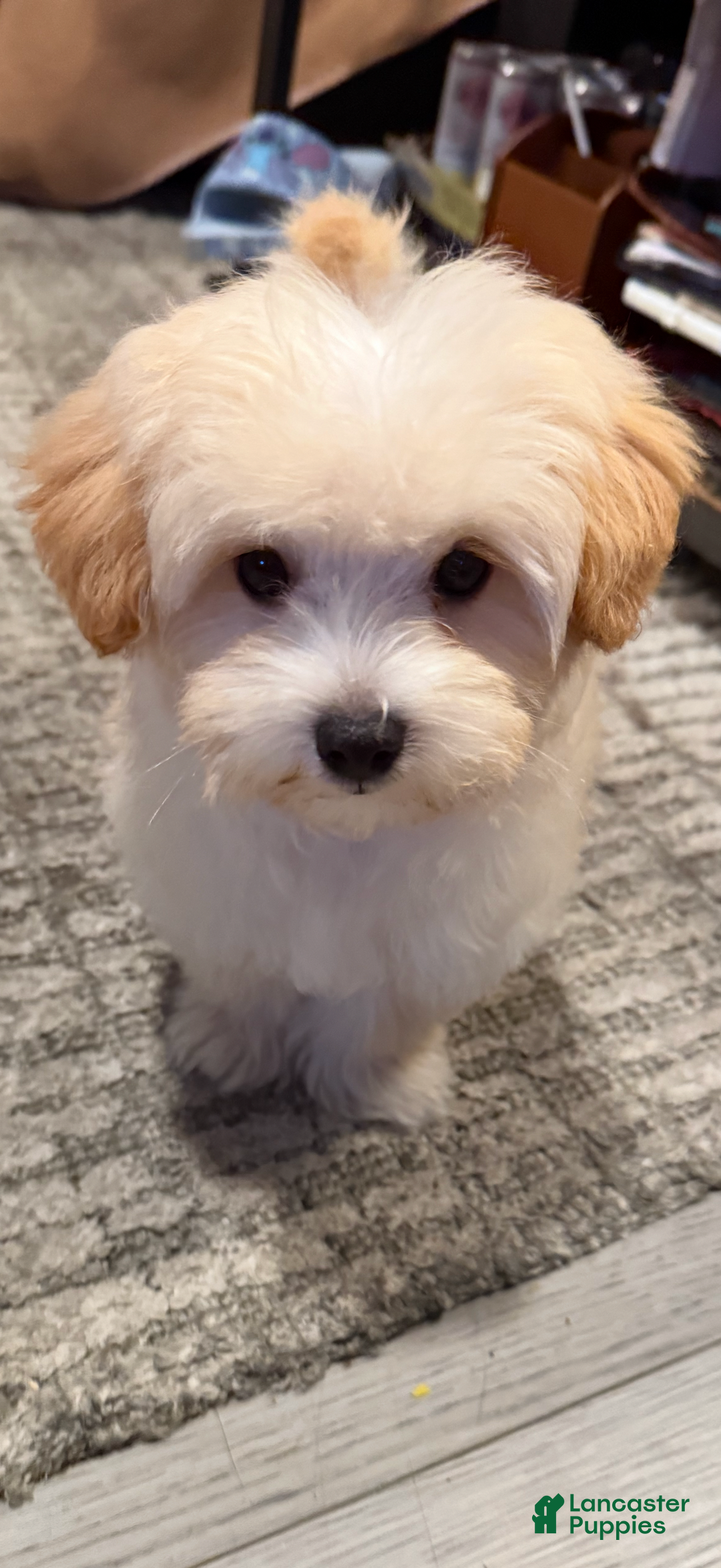 Maltipoo dogs for sale: Maltipoo litter of 5 puppies - Ad 1