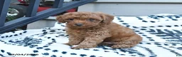 Toy Poodle dogs for sale: Frankie  - Ad 4