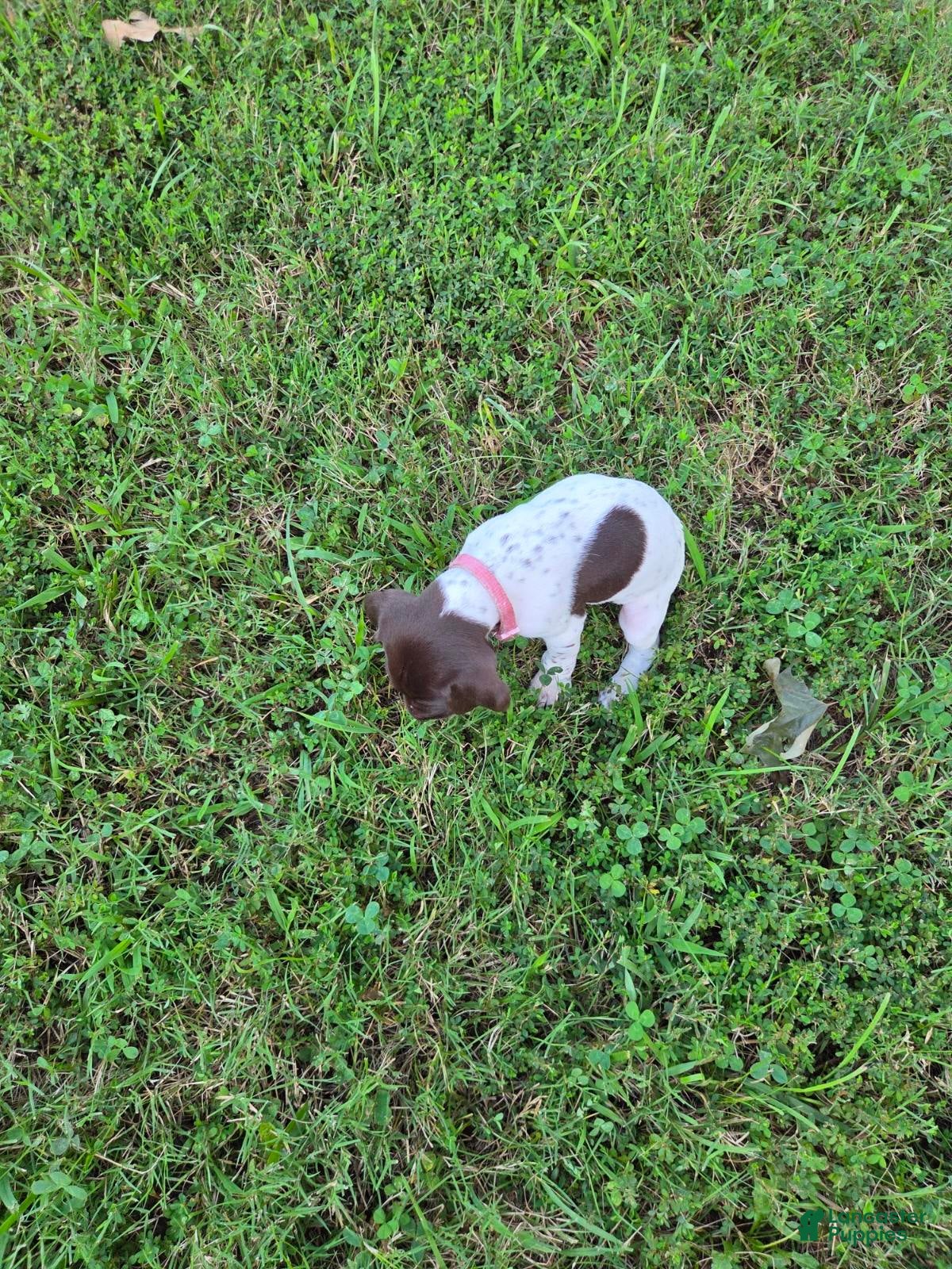 German Shorthaired Pointer dogs Pink Collar Girl - Ad 1