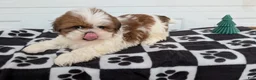 Shih Tzu dogs for sale: Parker - Ad 12