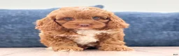 Cavapoo dogs for sale: Duke - Ad 7